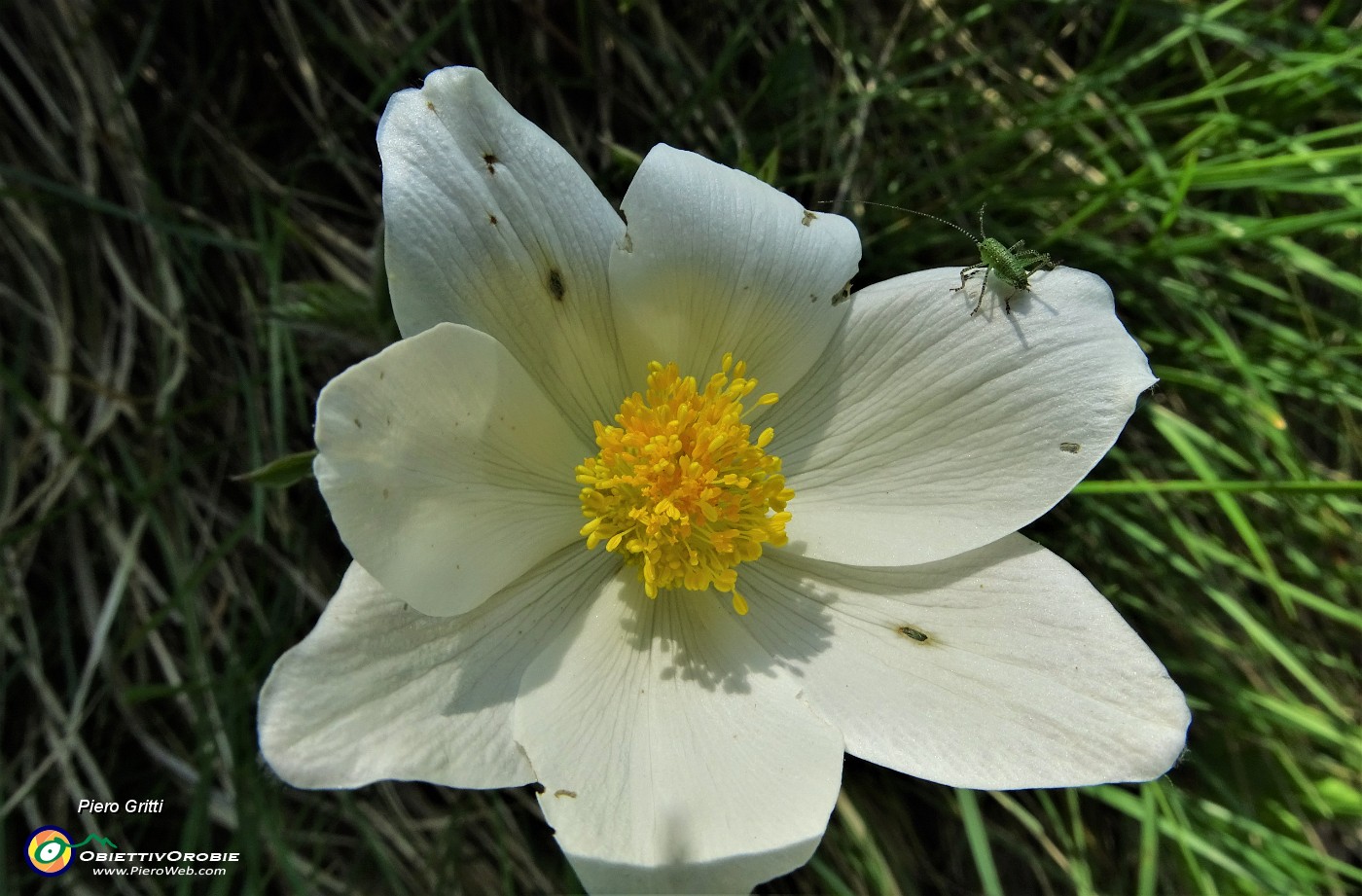 60 Pulsatilla alpina con ospite In Filaressa.JPG